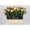 Paeonia Dr F.G. Brethour