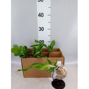 Planten  ..mix