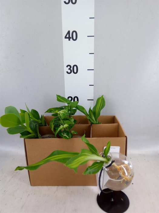 <h4>Planten  ..mix</h4>