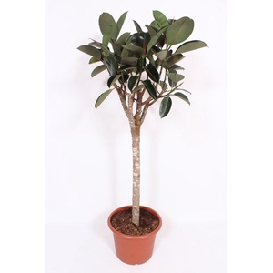 Ficus Burgundy