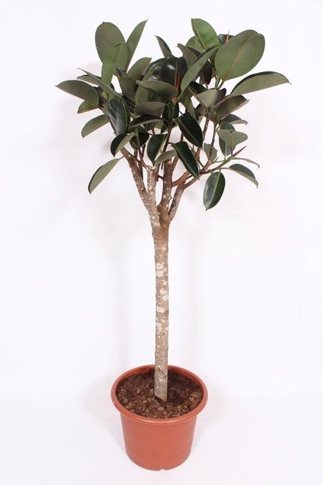 <h4>Ficus Burgundy</h4>