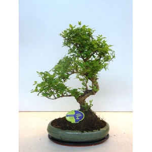 Ligustrum sinensis, 29cm., shape, with drip tray
