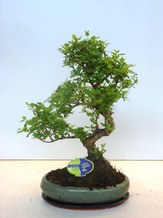 <h4>Ligustrum sinensis, 29cm., shape, with drip tray</h4>