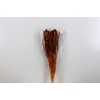 Dried Setaria Italica Brown Bunch