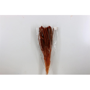 Dried Setaria Italica Brown Bunch