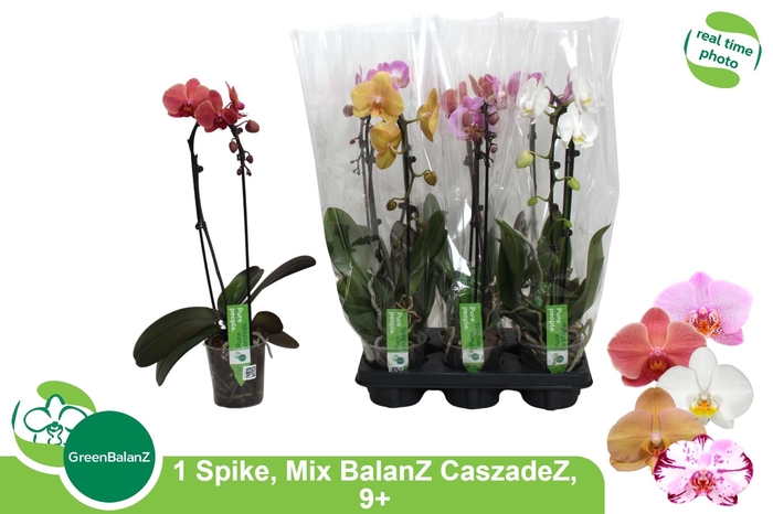 <h4>PHAL EL CASCADE</h4>