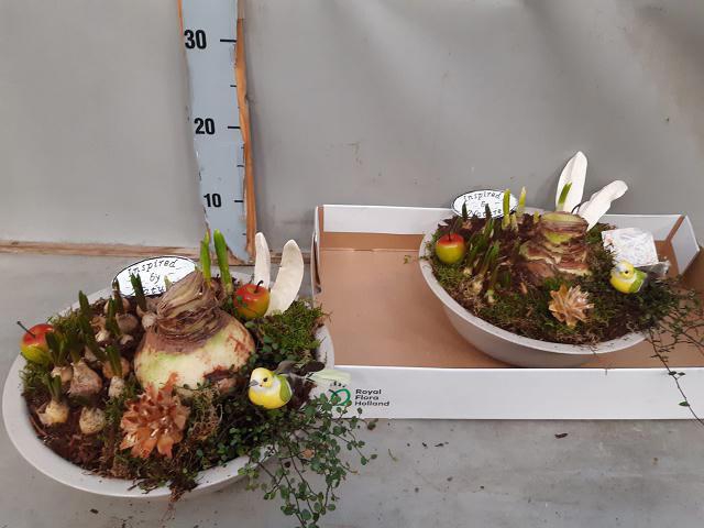 <h4>ARR BOL KNOLGEWAS</h4>