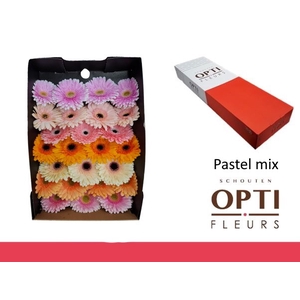 Gerbera Mix Pastel Doos
