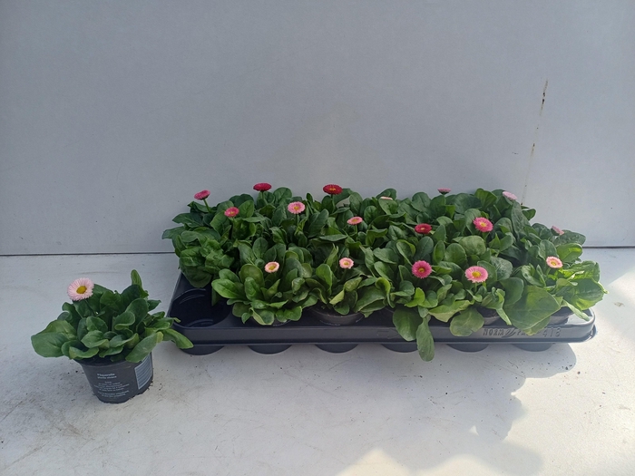 <h4>BELLIS PERENNIS GEM</h4>