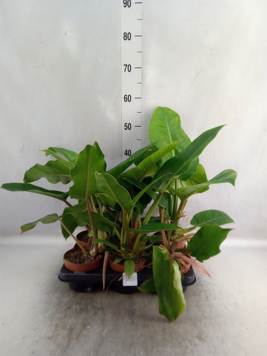 <h4>Philodendron   ...</h4>