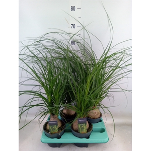 Beaucarnea recurvata
