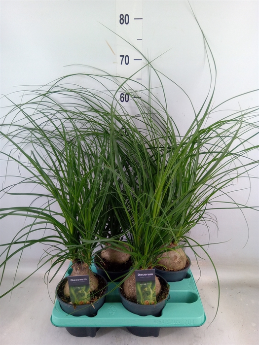 <h4>Beaucarnea recurvata</h4>