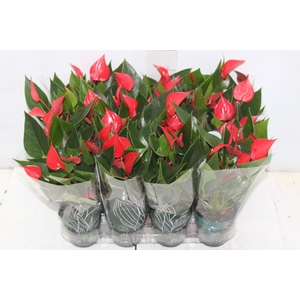 ANTHURIUM P12 VERMELHO