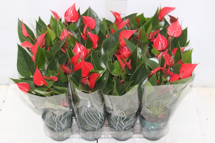 <h4>ANTHURIUM P12 VERMELHO</h4>