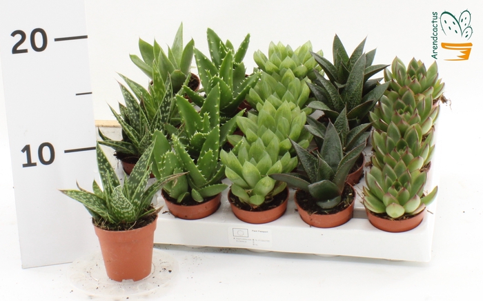 <h4>SUCC GEM 5 SRT</h4>