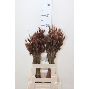 Dried Lagurus Brown