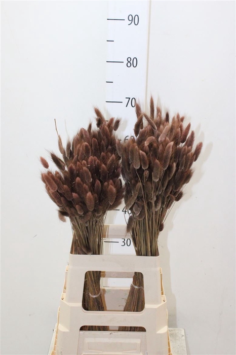 <h4>Dried Lagurus Brown</h4>