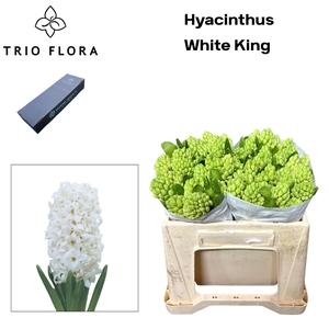 HYAC WHITE KING Box S 25