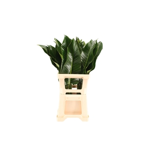 Philodendron St. Tropez