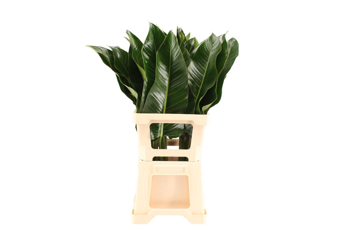 Philodendron St. Tropez