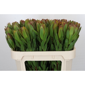 Leucadendron Goldstrike