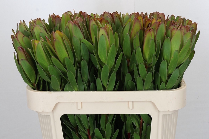 <h4>Leucadendron Goldstrike</h4>