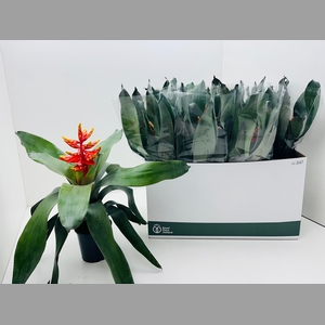 AECH PE ELEGANT FLAM