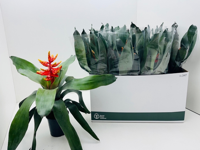 <h4>AECH PE ELEGANT FLAM</h4>