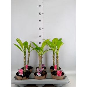 Plumeria rubra 'Hawaiian'   ...mix