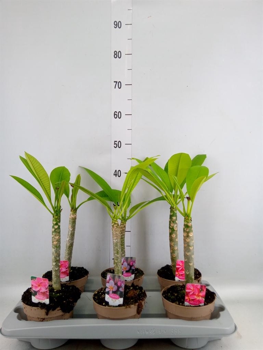 <h4>Plumeria rubra 'Hawaiian'   ...mix</h4>