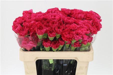 <h4>Di St Std Bizet</h4>