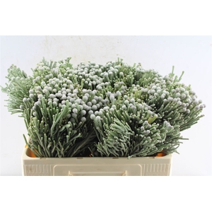 Kaaps Silver Brunia
