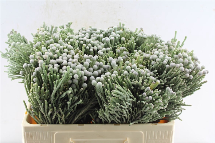 <h4>Kaaps Silver Brunia</h4>