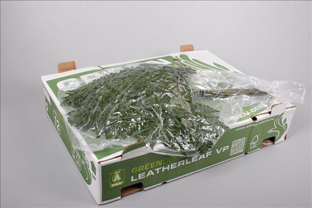 <h4>Leatherleaf Large VP Core x12</h4>