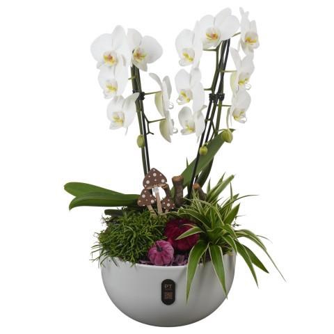 <h4>PTHI3244 Arrangement Autumn Indoor in keramiek schaal</h4>