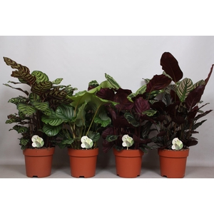 Calathea gemengd 4 soorten