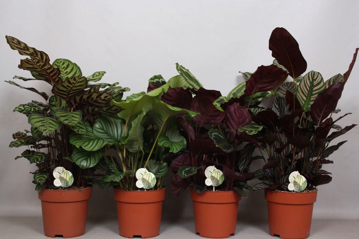 <h4>Calathea gemengd 4 soorten</h4>