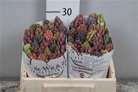 <h4>Hyac Gem 4 Kleuren</h4>