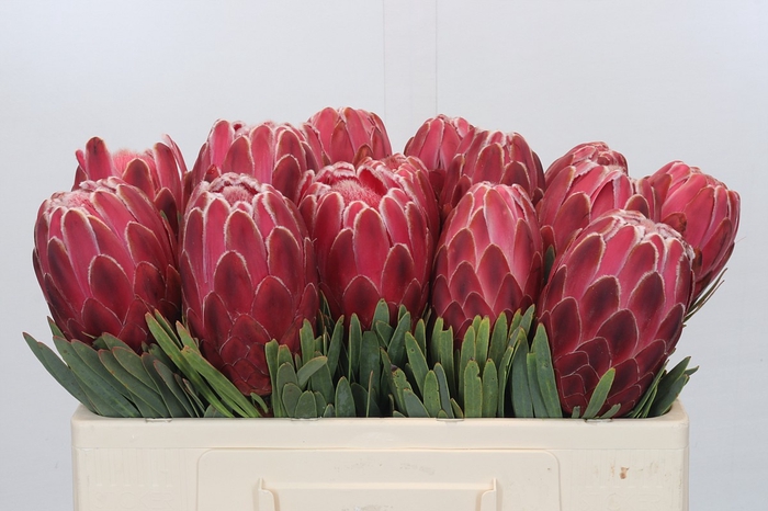 <h4>Protea Venus</h4>