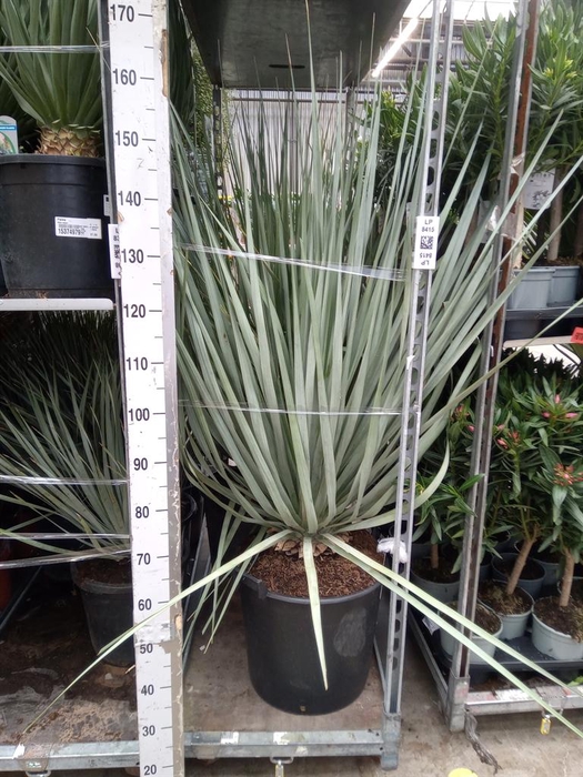 <h4>Palms   ...</h4>