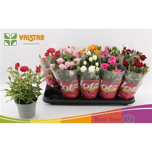 RO LOTZ OF GEM 6 KL stock