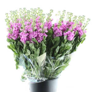 Matth Incana Iron Pink Super