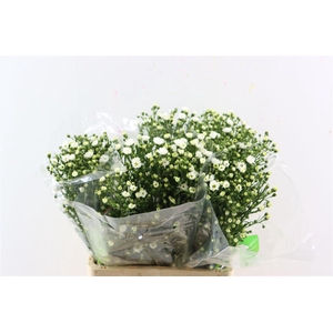 Aster U Monte Cassino