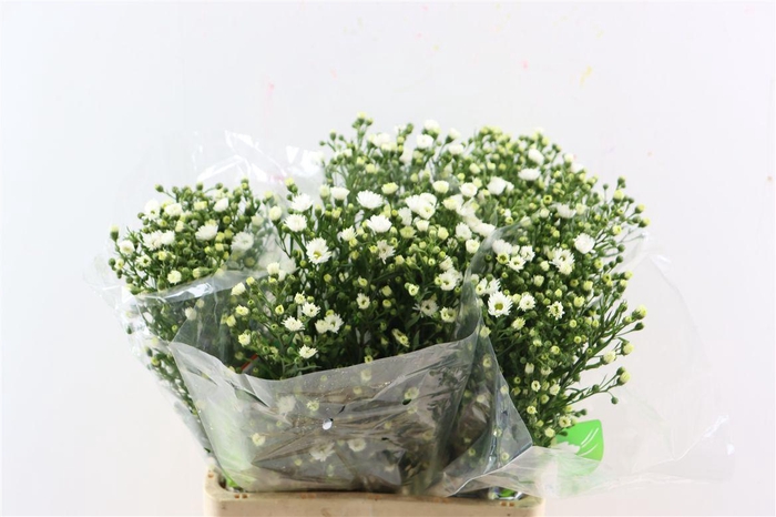 <h4>Aster U Monte Cassino</h4>