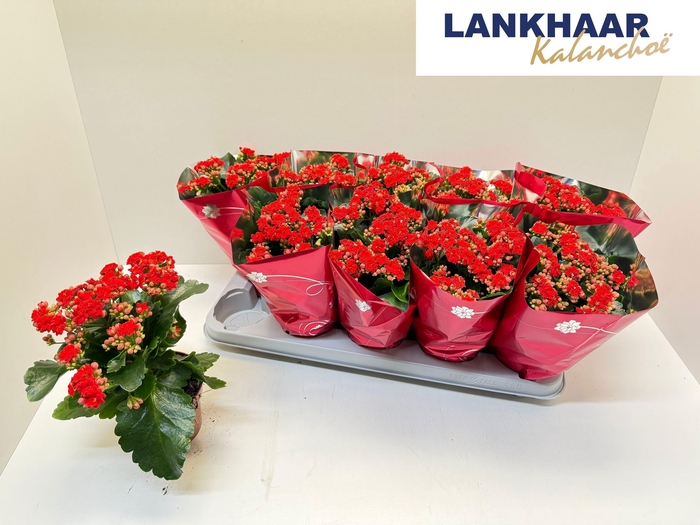 <h4>KAL GE PERFECTA RED</h4>