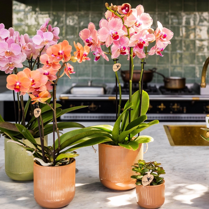 Kolibri Orchids Jewel Phalaenopsis Pirate Picotee 2spike