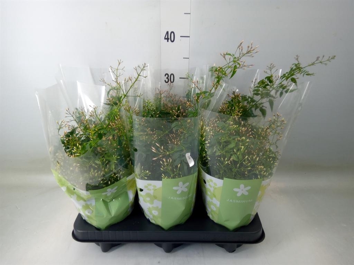 <h4>Jasminum polyanthum</h4>