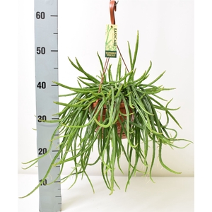 Rhipsalis   ...