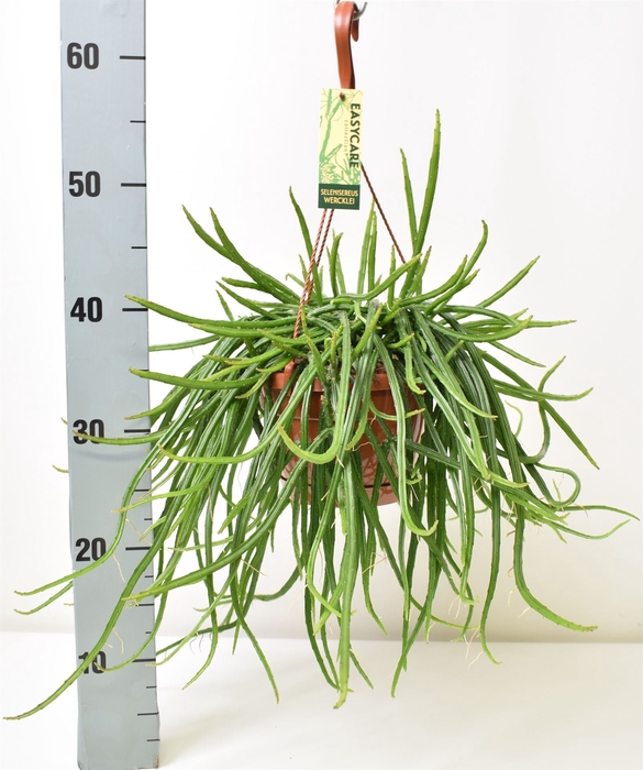 <h4>Rhipsalis   ...</h4>