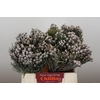 Kaaps Groen Silver Brunia